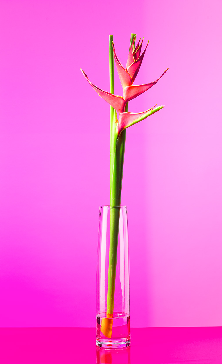 Florale Impressionen, Bild Nr. 2