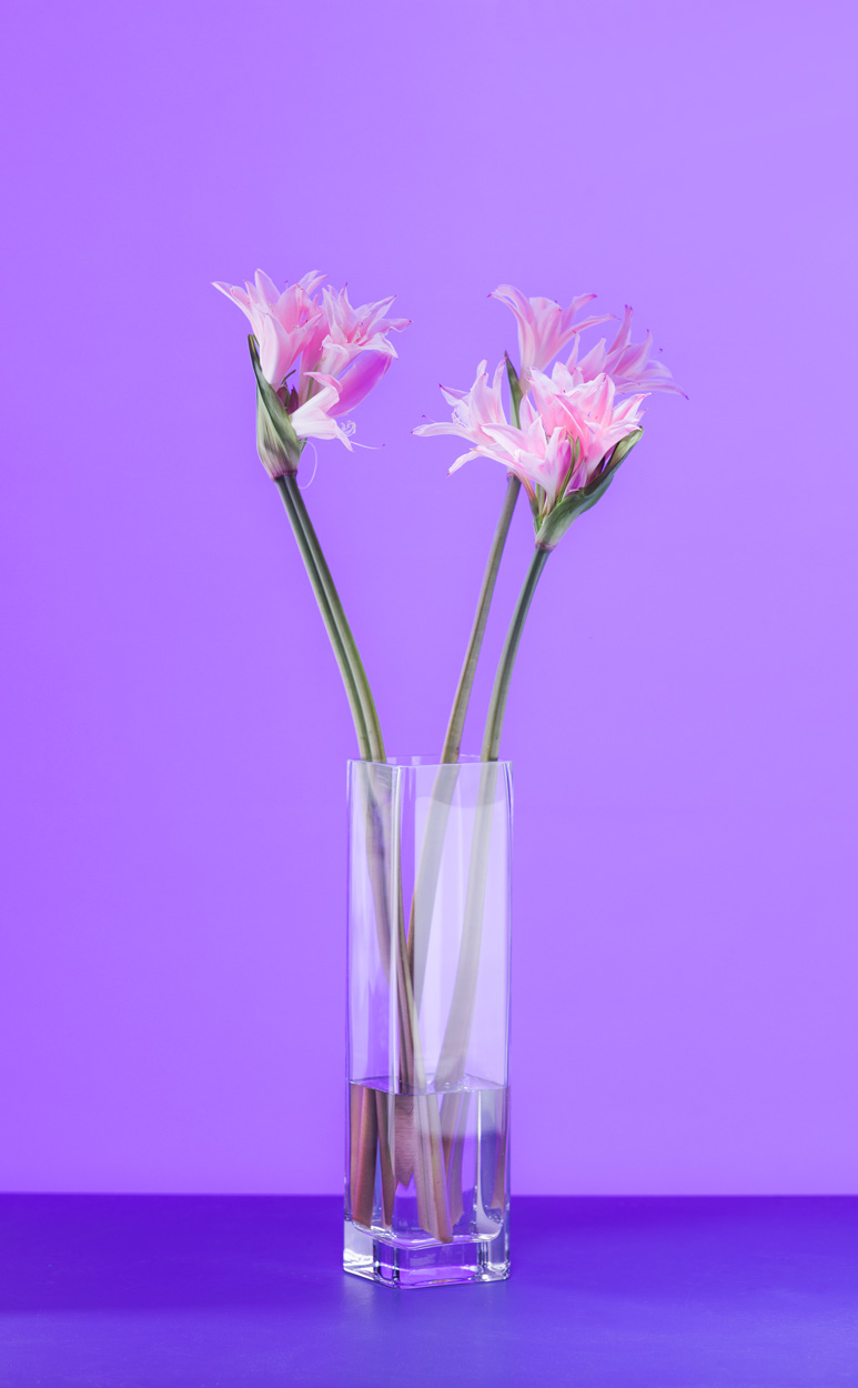 Florale Impressionen, Bild Nr. 7